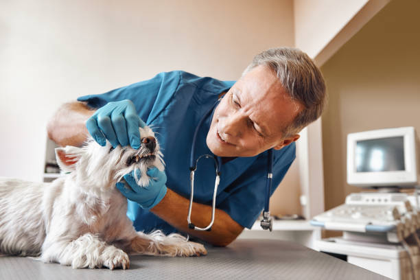 Best Emergency Dental Surgery in Roland, AR